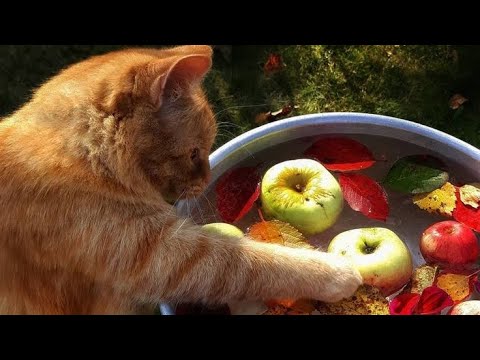 Видео: Місяць Вересень. Відео для дітей 