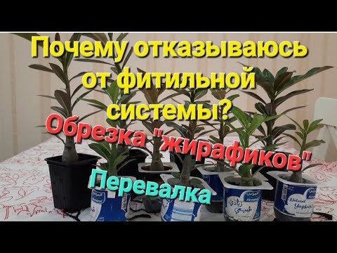 Видео: АДЕНИУМАМ НА ФИТИЛЕ 2.5 МЕСЯЦА🫶. ВНЕПЛАНОВОЕ ВИДЕО🤦‍♀️.