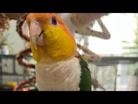 Видео: Думаете завести #попугая #кайка? Что мне хотелось бы знать #parrot_bliss