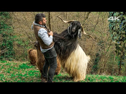 Видео: Любовь молодого пастуха Хусейна и стада коз | Документальный фильм ▫️4K▫️