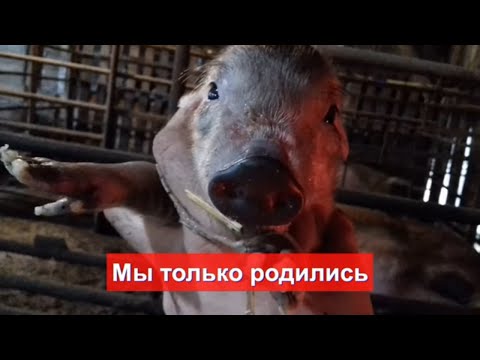 Видео: Первый опорос свиноматки Моники.