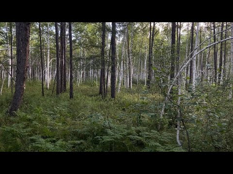 Видео: Машу и Дусю забрали