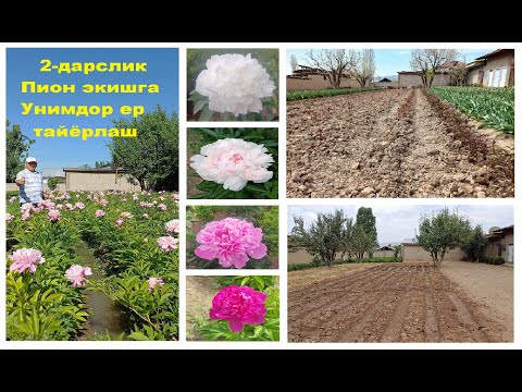 Видео: 2-дарслик. Yangi piongul ekish uchun YER TAYYORLASH. 01.07.2025 y. #news #flower