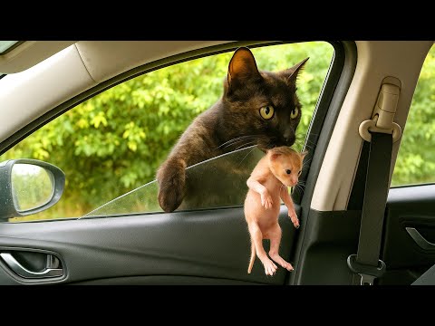 Видео: Так удивительно! Кошка внезапно выбежала на дорогу с котёнком и запрыгнула в мою машину. 🐱🐈🥰❤