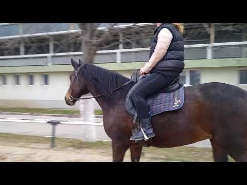 Видео: Урок по конна езда - манежен тръс