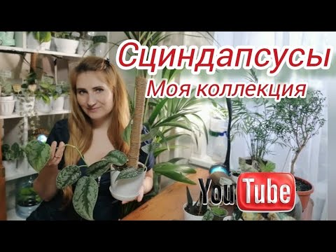 Видео: Сциндапсусы! Моя любимая коллекция растений!