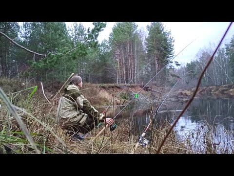 Видео: Посидел вечерком на Налима! Ловля Налима в Ноябре!