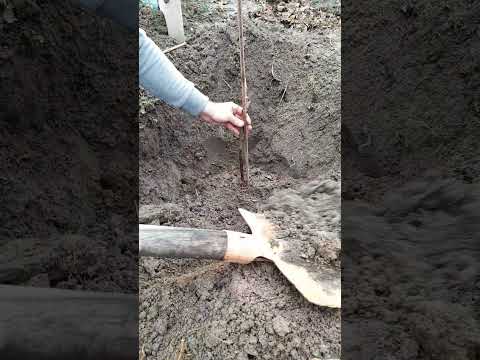 Видео: Есенно-зимно засаждане на едногодишен лозов разсад.