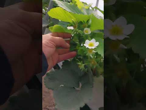 Видео: 3 ноября 2025 г.