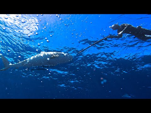 Видео: Огромная тигровая акула и ваху — проклятие Ника Фрая вернулось?