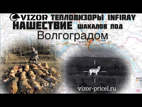 Видео: Нашествие шакалов.( только выстрелы),,, 17 хищников