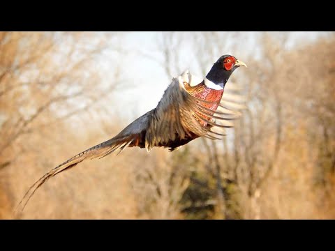 Видео: Куча ФАЗАНА! Вылеты из под ног, МАЖУ! Охота на фазана (АРХИВ 2020). PHEASANT HUNTING