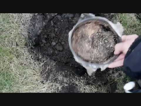 Видео: Как посадить  Азимину (Asimina, pawpaw)