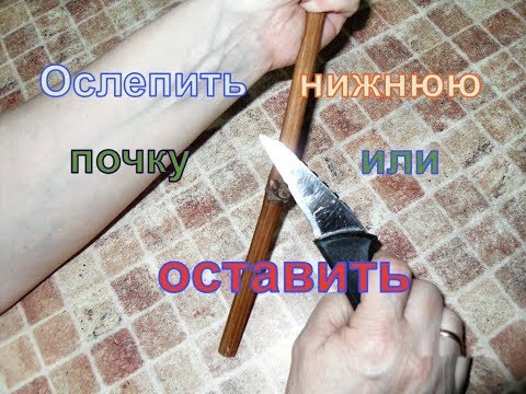 Видео: Виноград. Нужно ли удалять нижнюю почку на черенке винограда.