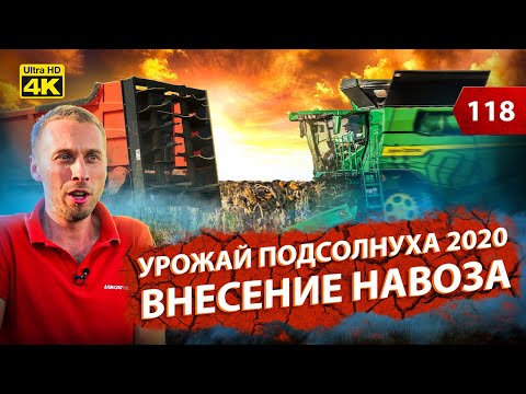Видео: Уборка подсолнечника 2020: сравниваем 4 вида культуры. Удобряем землю навозом