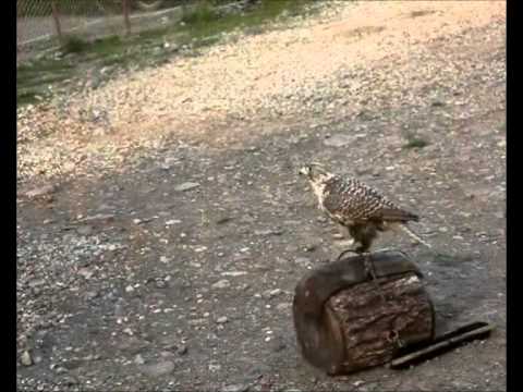 Видео: Би-2. Сокол не вышел на связь.