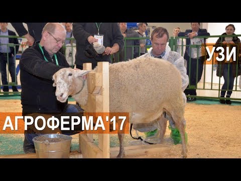 Видео: Мастер класс "Узи диагностика МРС". Выставка АгроФерма-2017