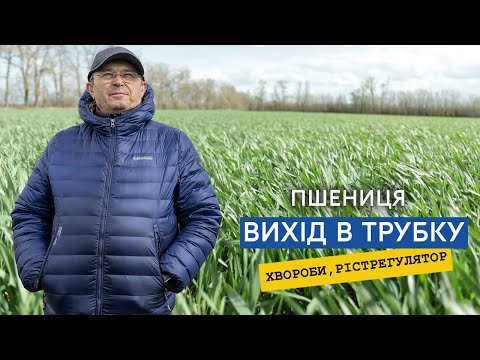 Видео: Озима пшениця Яліта. Визначаємо фазу ВВСН 31— вихід в трубку, обробка фунгіцидом, регулятором росту