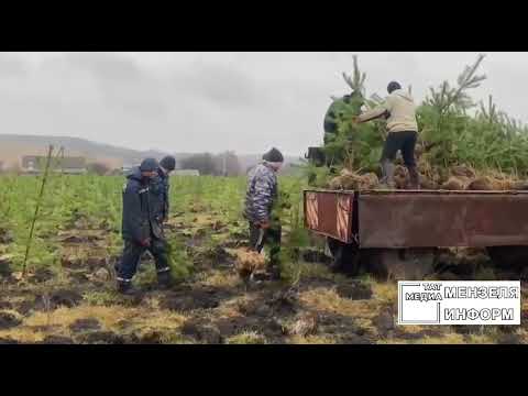 Видео: В посёлке имени Воровского посадили  7 тысяч саженцев сосны и ели.