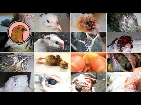 Видео: БОЛЕЗНИ ПЕРЕПЕЛОВ