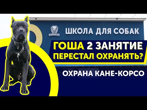 Видео: Как научить Кане-Корсо команде "Фас" | Как Гоша напугал нас на втором занятии? | Школа DRED