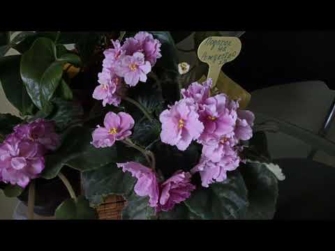 Видео: Цветение в ноябре