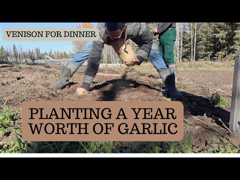 Видео: Я сажаю слишком МНОГО или слишком МАЛО?!