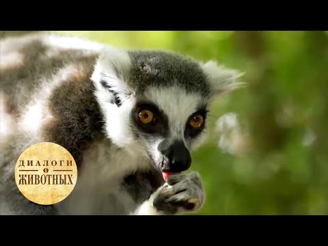 Видео: Зоопарки Чехии. 2 серия / Диалоги о животных