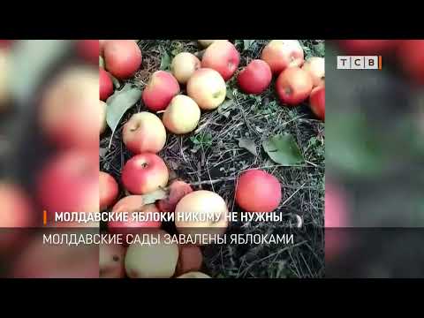 Видео: Молдавские яблоки никому не нужны