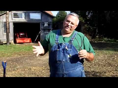 Видео: Выращивайте виноград самостоятельно