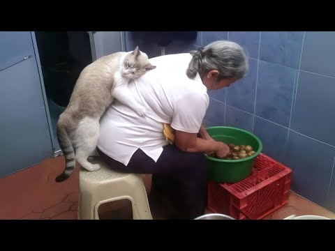 Видео: Когда у тебя самый вежливый и милый кот на свете😻 Милые моменты с кошками и людьми