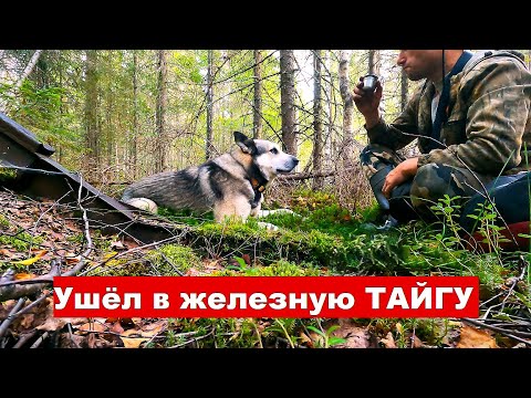 Видео: Ушёл в железную ТАЙГУ! Заброшенные лесные железные дороги. Тонны металла под ногами!