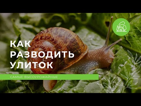 Видео: Как разводить улиток