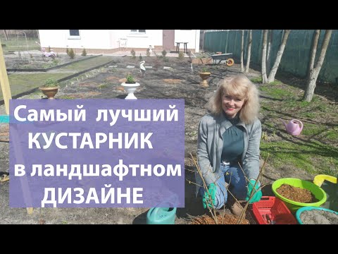 Видео: Самый необычно цветущий кустарник.Как сажать форзицию