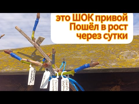 Видео: 🇺🇦Виноград‼️Привой‼️ стартует через сутки‼️ Я В ШОКЕ‼️