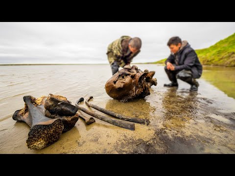 Видео: Скелет мамонта на Ямале. Редкие кадры раскопок. Останки вымершего животного | Полярные истории