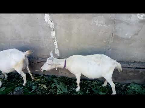 Видео: В КАКОМ ВОЗРАСТЕ ЛУЧШЕ КУПИТЬ ДОЙНУЮ КОЗУ?