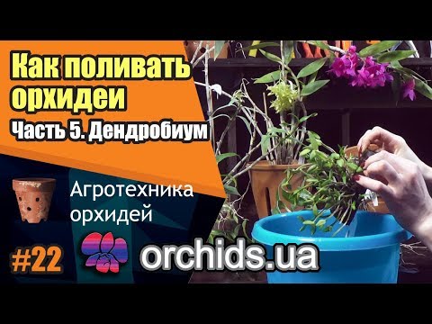 Видео: Как поливать орхидеи. Часть 5. Как поливать дендробиум (Dendrobium).