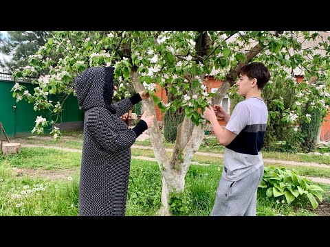 Видео: Приехали с Франции и хорошо помогли в саду!