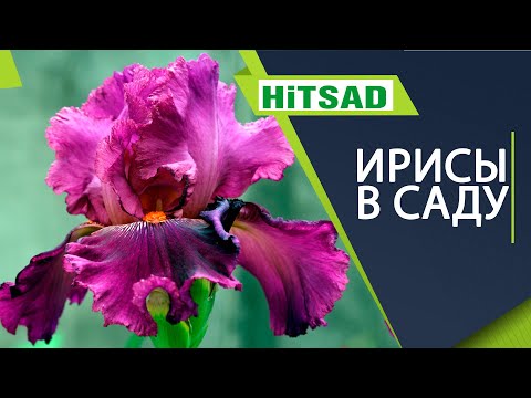 Видео: Виды Ирисов 🌸 Ирис Сибирский 🌸 Ирис японский