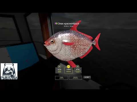 Видео: Норвежское море. Русская рыбалка 4 ( и редкие виды тоже были)