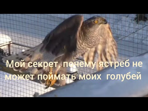 Видео: Мой секрет, почему 🦅 ястреб не может поймать моих 🕊️ голубей 🤫