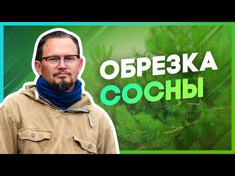 Видео: Обрезка и формирование сосны. Советы эксперта