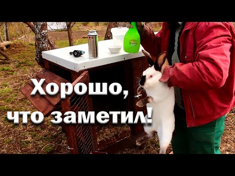 Видео: Деревенские будни. Весенний сенокос и больные кролики.