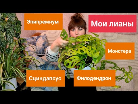 Видео: Мои лианы. Эпипремнумы Марбл Квин, Неон, Филодендрон Бразил, Монстера Манки Маск, Сциндапсус Пиктус