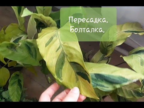 Видео: Пересадка. Деление куста Калатеи Йеллоу Фьюжн и Филодендрона Пейнтед Леди. Болталка.