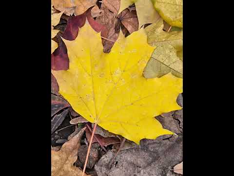 Видео: Золотая Осень 🍂🍁🌼 в роще Баума!🌿🍀🌳☘️🌲🌻🍄 Октябрь 2024 г.