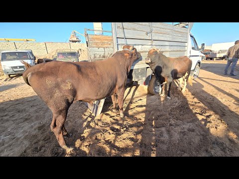 Видео: 19 сентября 2024 г. ЭЛЛИККАЛЬА БУСТОН МОЛ БОЗОР НАРХЛАРИ