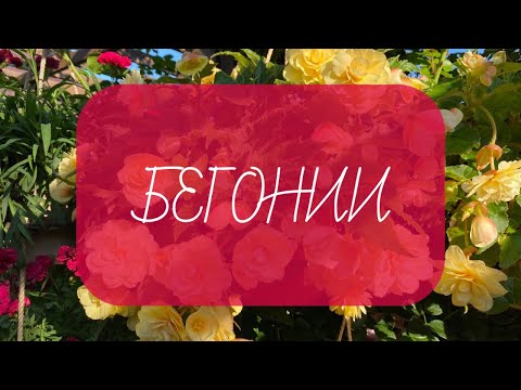 Видео: ОБЗОР! Бегонии на конец октября!