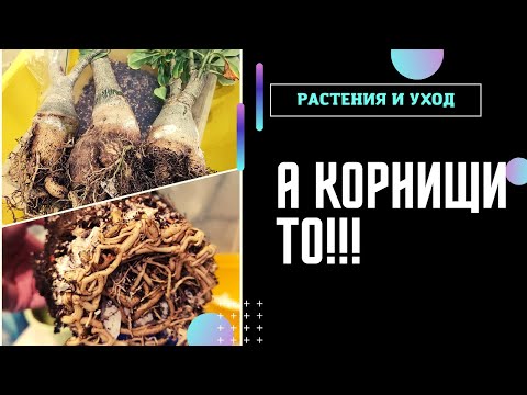 Видео: Пересадка АДЕНИУМА осенью Есть, на что посмотреть #адениум #adenium